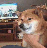 狗狗因为睡觉太死，成果被...-4.gif
