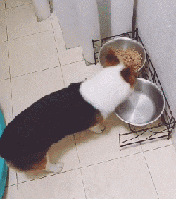 狗狗因为睡觉太死，成果被...-6.gif
