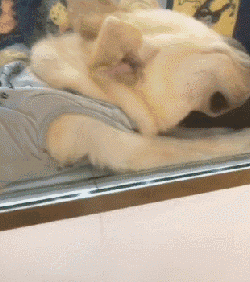 狗狗因为睡觉太死，成果被...-5.gif