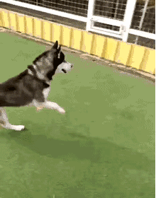 狗狗因为睡觉太死，成果被...-7.gif