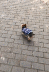 狗狗因为睡觉太死，成果被...-9.gif