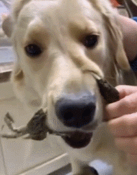 狗狗因为睡觉太死，成果被...-12.gif