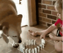 狗狗因为睡觉太死，成果被...-14.gif