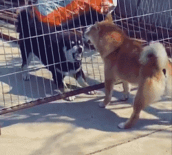 狗狗因为睡觉太死，成果被...-16.gif