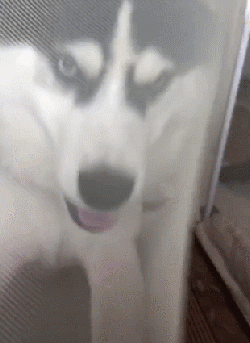 狗狗因为睡觉太死，成果被...-17.gif