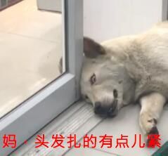 漂泊狗在超市门口蹭冷气，成果却被……-3.jpeg