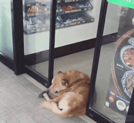 漂泊狗在超市门口蹭冷气，成果却被……-5.gif