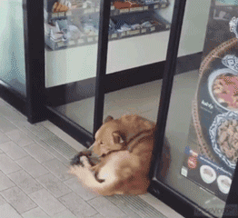 漂泊狗在超市门口蹭冷气，成果却被……-4.gif