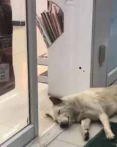 漂泊狗在超市门口蹭冷气，成果却被……-1.jpeg