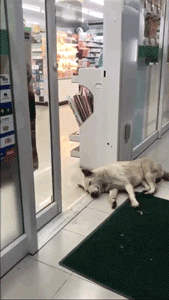 漂泊狗在超市门口蹭冷气，成果却被……-2.gif