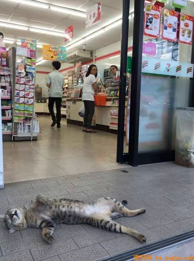 漂泊狗在超市门口蹭冷气，成果却被……-10.jpeg