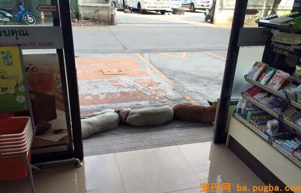 漂泊狗在超市门口蹭冷气，成果却被……-9.jpeg