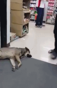 漂泊狗在超市门口蹭冷气，成果却被……-7.gif
