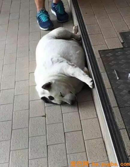 漂泊狗在超市门口蹭冷气，成果却被……-11.jpeg