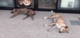 漂泊狗在超市门口蹭冷气，成果却被……-8.gif