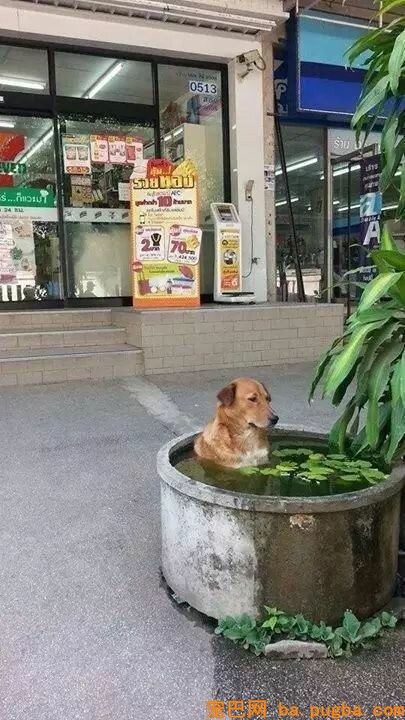 漂泊狗在超市门口蹭冷气，成果却被……-15.jpeg