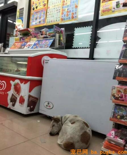 漂泊狗在超市门口蹭冷气，成果却被……-14.jpeg