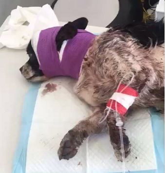 漂泊狗被人无故砍了三刀，血流不止，五年没哭过的王阿姨失声痛哭-4.jpeg