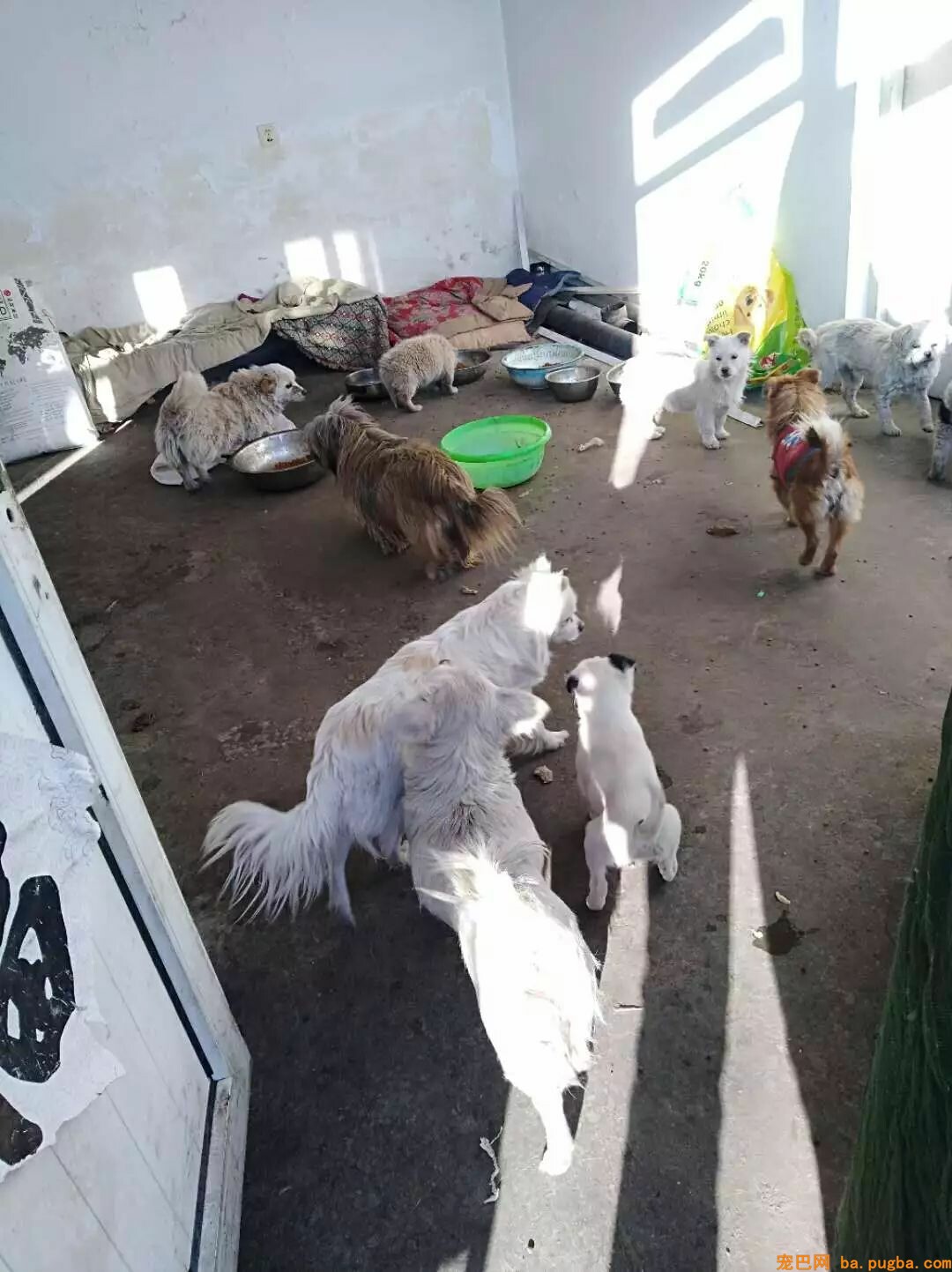 漂泊狗被人无故砍了三刀，血流不止，五年没哭过的王阿姨失声痛哭-7.jpeg