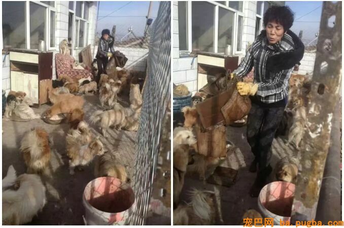 漂泊狗被人无故砍了三刀，血流不止，五年没哭过的王阿姨失声痛哭-12.jpeg