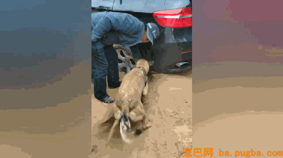 沙漠游览，车陷沙坑跑不动，狗子迅速开启了小马达！太神了！-3.gif
