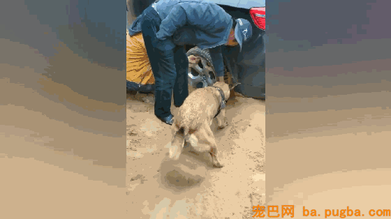 沙漠游览，车陷沙坑跑不动，狗子迅速开启了小马达！太神了！-5.gif