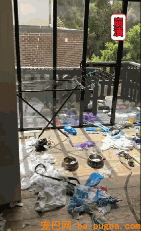 请朋友辅佐看下单独在家的二哈，朋友：狗没事，你回来时小心血压！-2.gif