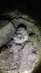 被“活埋”七天七夜的小狗，被救时一幕令人心疼...-1.gif