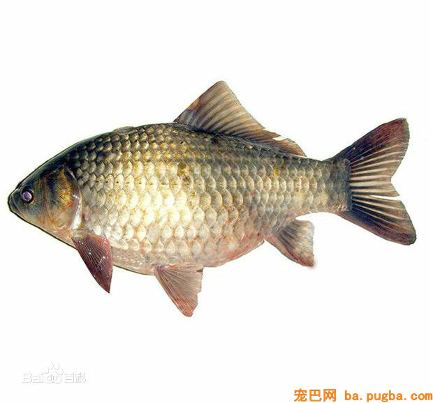 巴哥吃鲫鱼