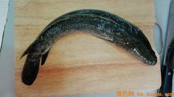 巴哥吃黑鱼