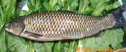巴哥吃草鱼