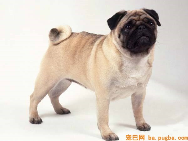 赛级巴哥