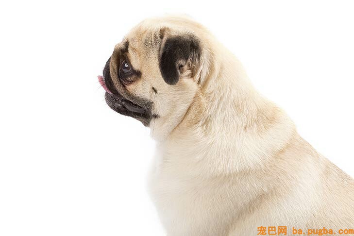 银色巴哥