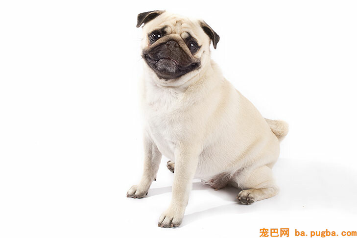白色巴哥