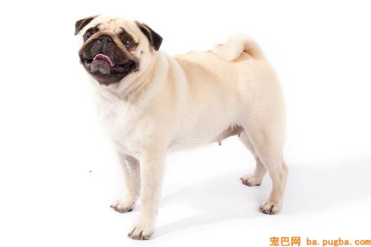 白色巴哥