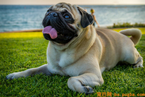 巴哥犬-pug