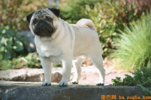 Photo courtesy of Laura Libner, AKC Breeder of Merit
