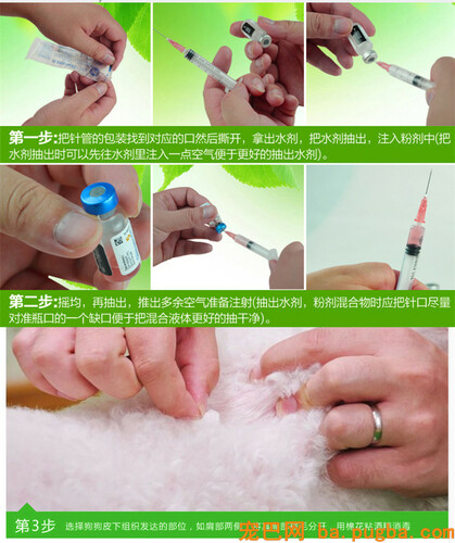 给狗狗打疫苗