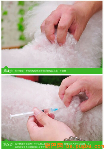 给狗狗打疫苗