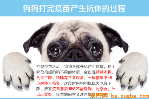 打完疫苗后产生抗体的过程.jpg