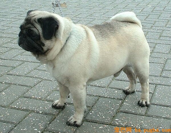 现代巴哥犬