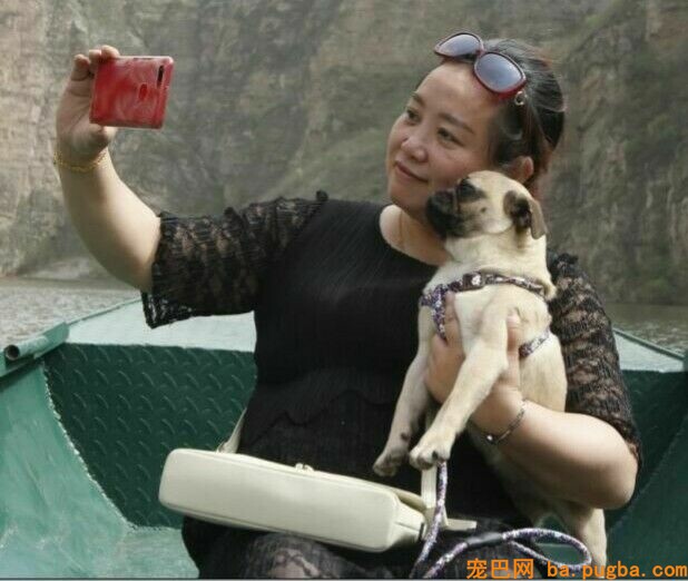 巴哥