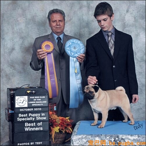 pug02.jpg