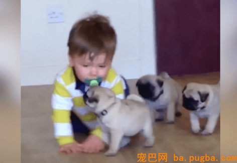 Adorable-Army-Of-Baby-Pugs-Follow-Baby-Around-Because-Life-Is-Awesome-VIDEO.png
