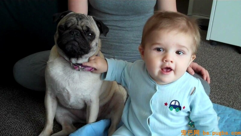 pug-tolerates-baby-both-love-ade.jpg
