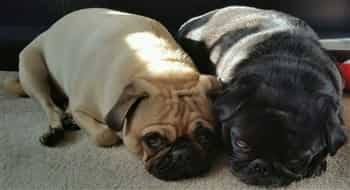 Brutus (fawn) and ZsaZsa (black)