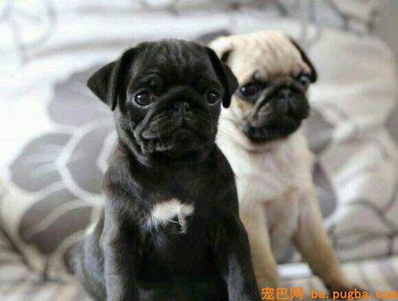 黑色巴哥犬胸口带白色