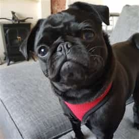 黑色巴哥犬