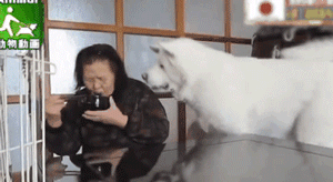 2018年那些让人记忆深化的狗狗们……感激你们带来的愉快！-2.gif