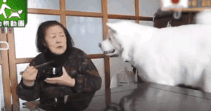 2018年那些让人记忆深化的狗狗们……感激你们带来的愉快！-3.gif